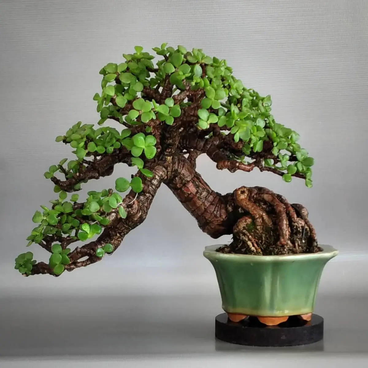 Bonsai Portulacaria afra dengan gaya han-kengai disebut juga air terjun ganda.