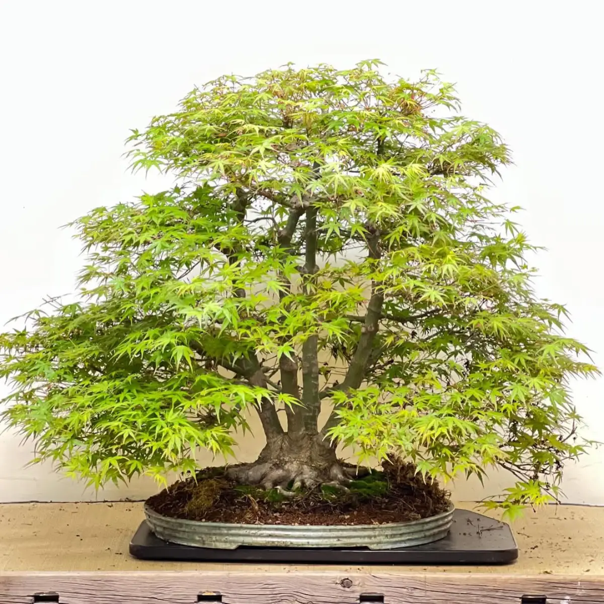 Bonsai maple dengan gaya kabudachi yang memiliki batang yang banyak.