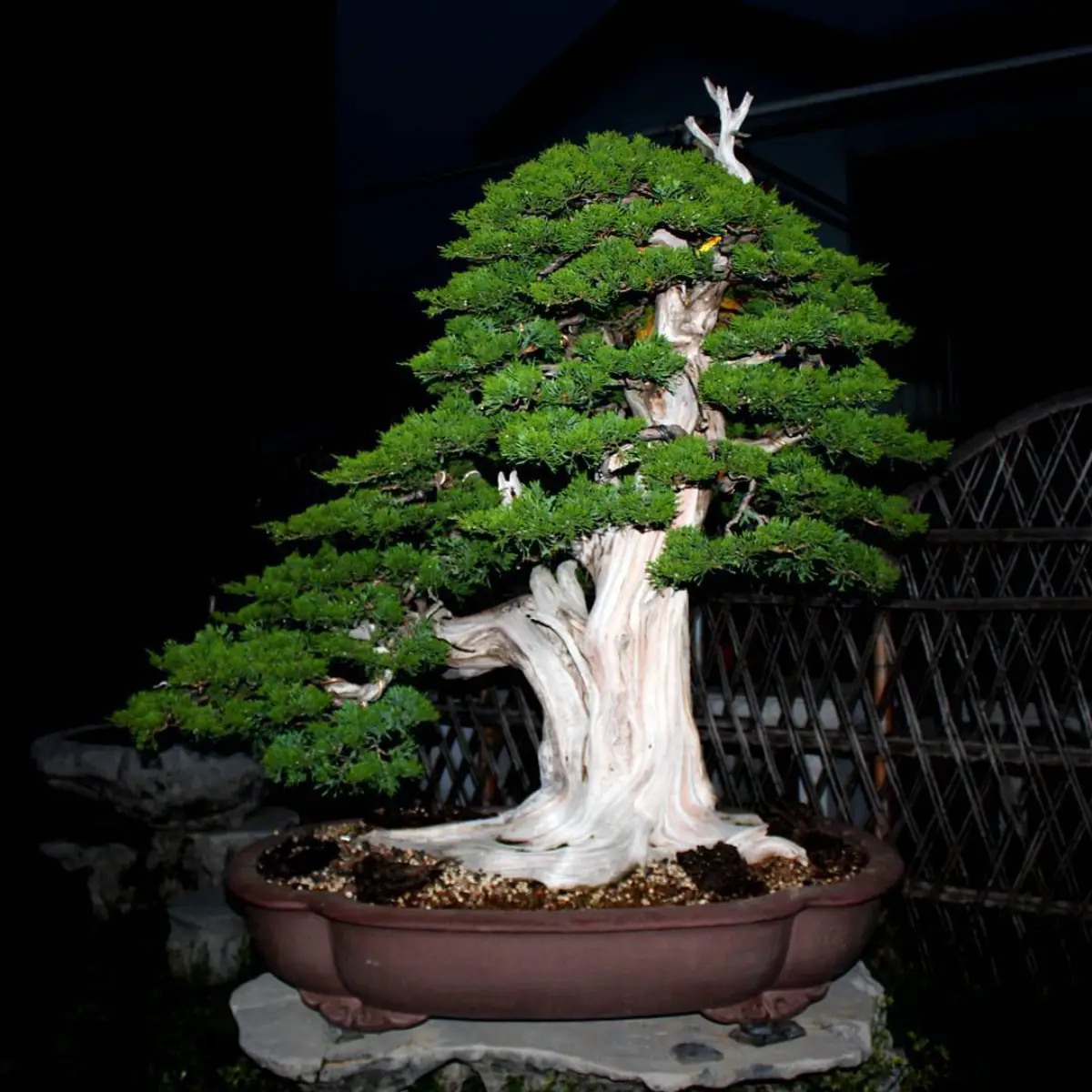 Bonsai junper dengan gaya sharimiki atau kulit kupas yang memiliki batang berwarna putih.