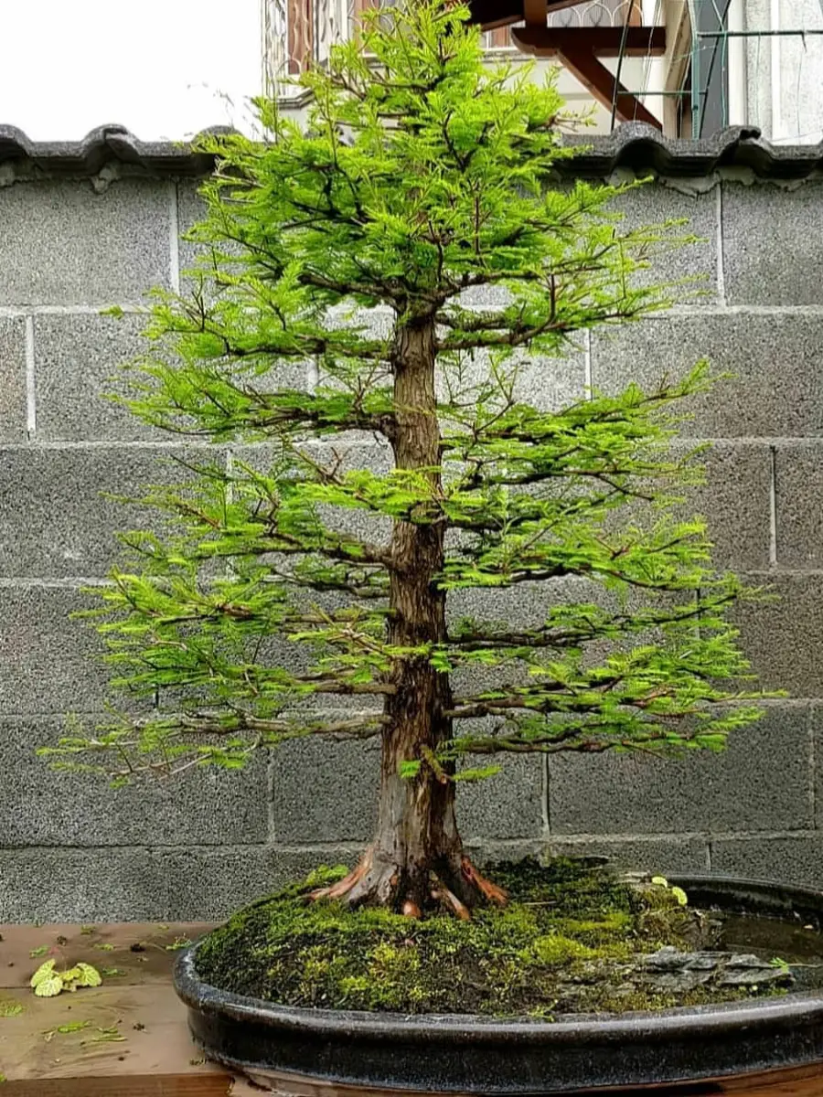 Bonsai cemara dengan gaya chokkan yang tegak lurus.
