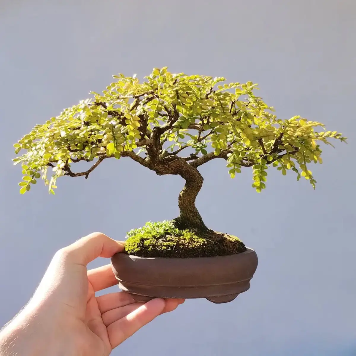 Bonsai lada Jepang dengan gaya moyogi yang tegak berliku.