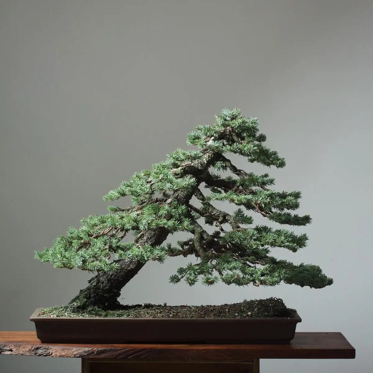 Bonsai cemara Norwegia dengan gaya shakan yang miring.