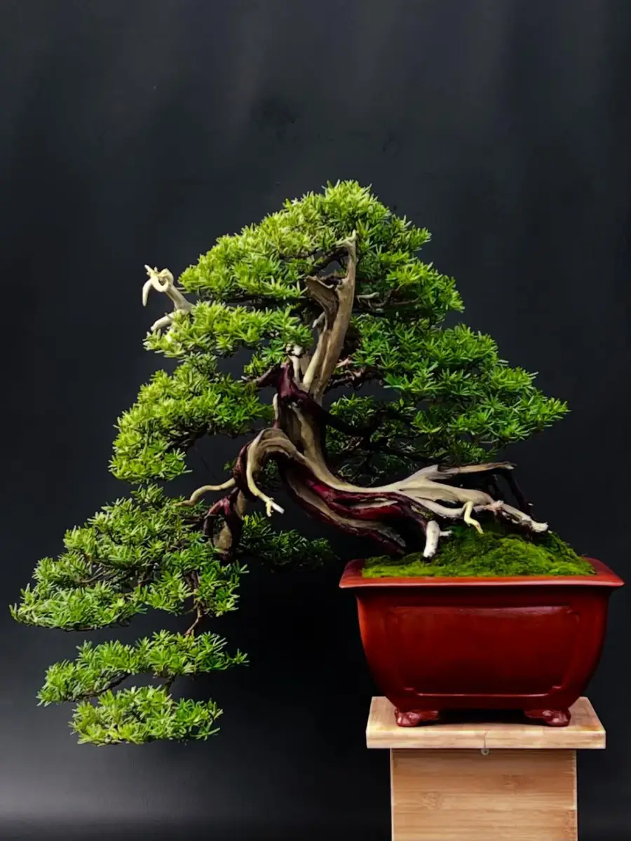 Bonsai cemara Jepang dengan gaya kengai yang menjuntai.