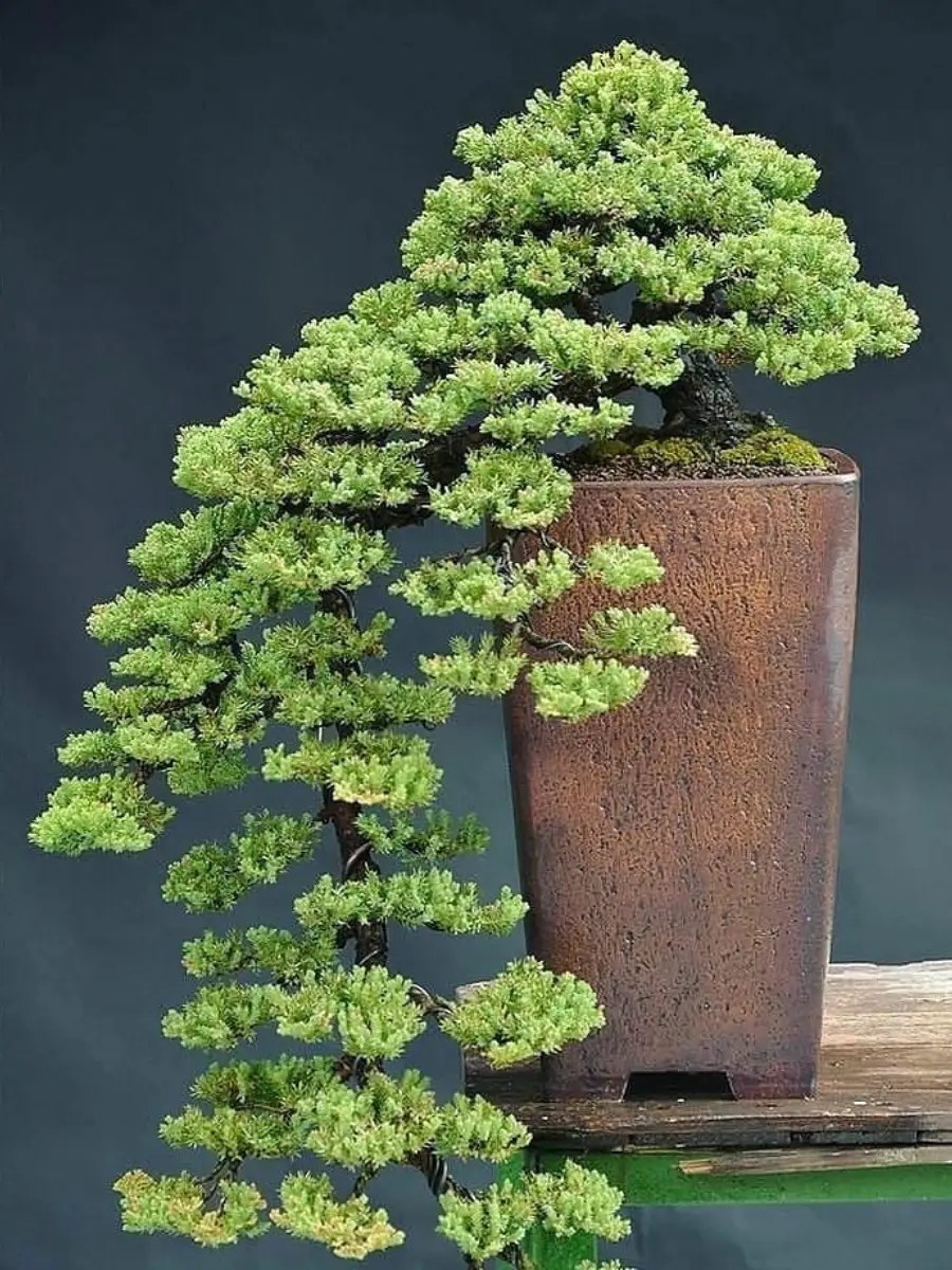 Bonsai dengan gaya kengai yang menjuntai.