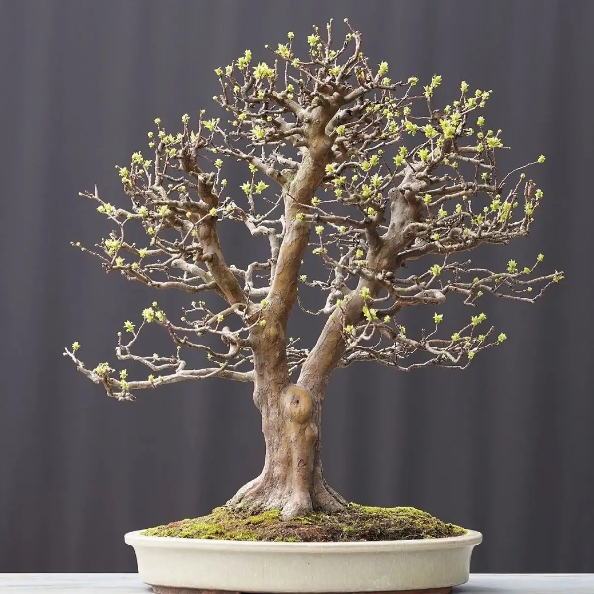 Bonsai quince cina dengan gaya hokidachi yang mirip sapu.