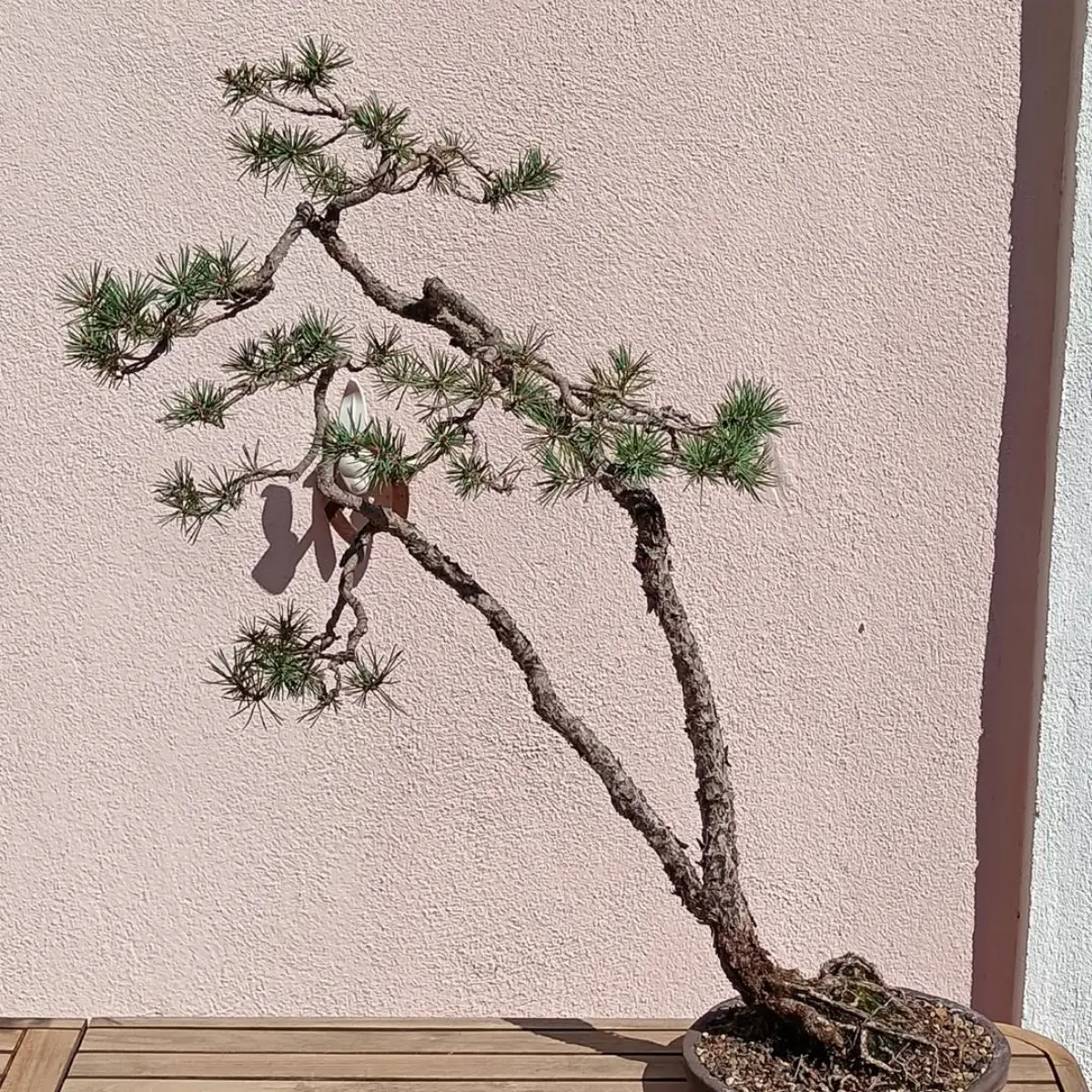 Bonsai pinus Skotlandia dengan gaya bunjin-gi atau sastra.