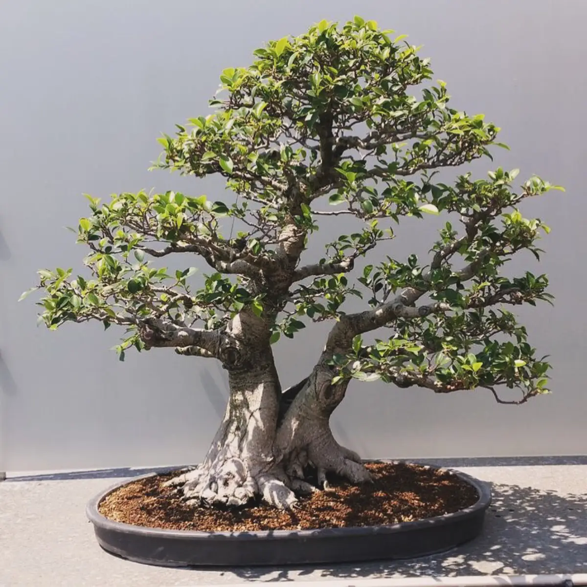 Bonsai dengan gaya sokan atau dikenal dengan gaya dua batang.