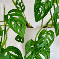 Daun-daun berlubang-lubang cantik monstera adansonii atau tanaman janda bolong.