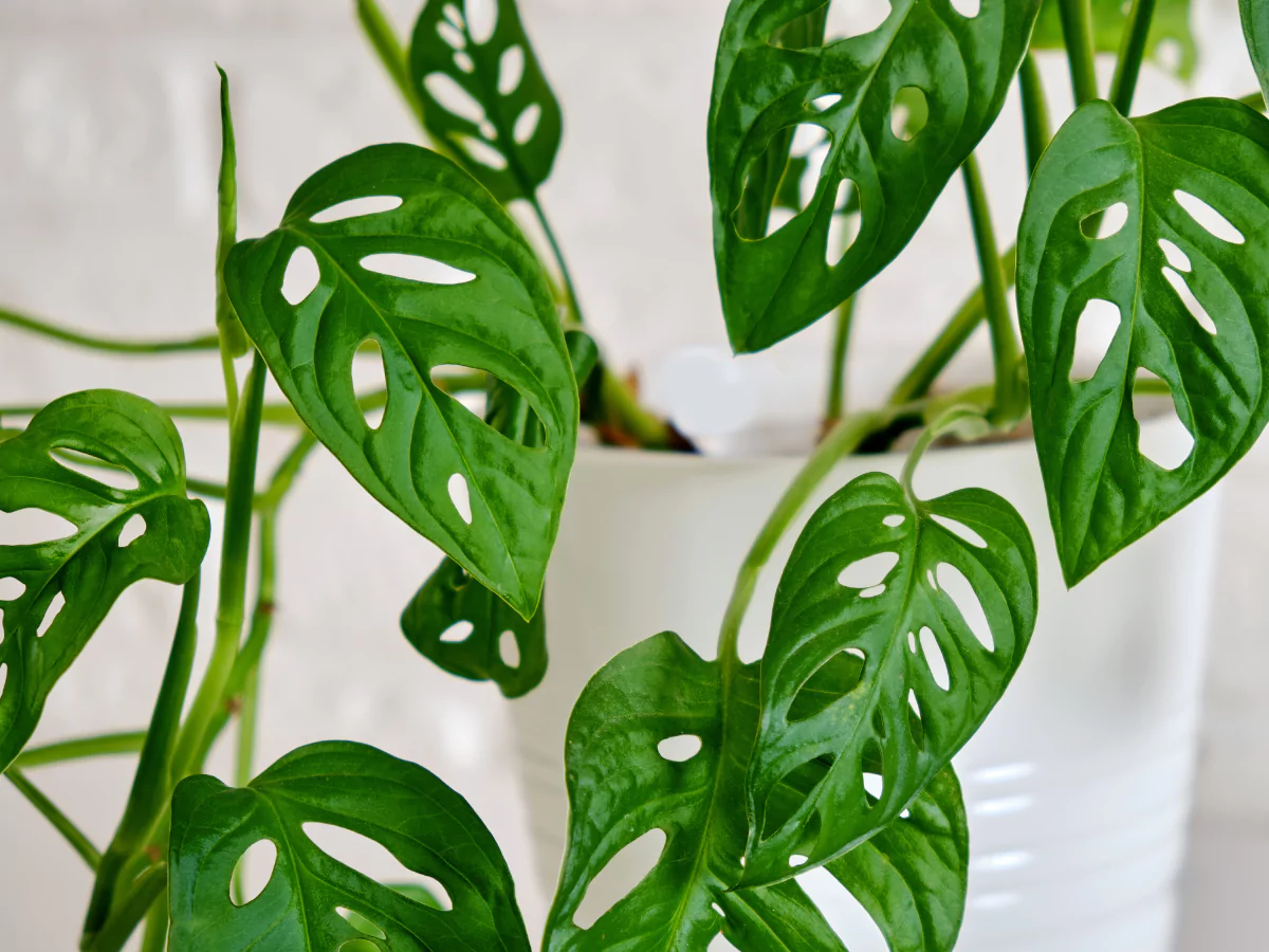 Daun-daun berlubang-lubang cantik monstera adansonii atau tanaman janda bolong.