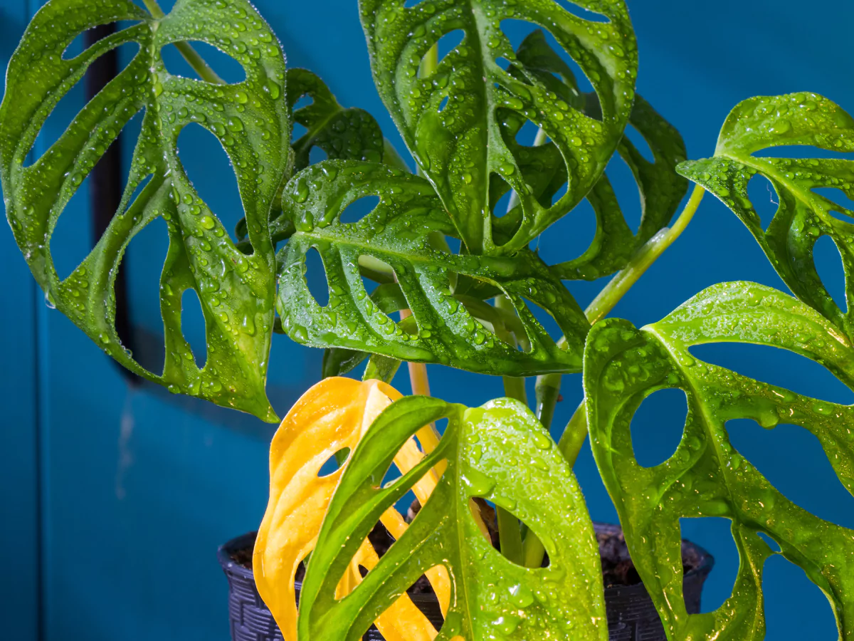 tanaman janda bolong dengan salah satu daun berwarna kuning.