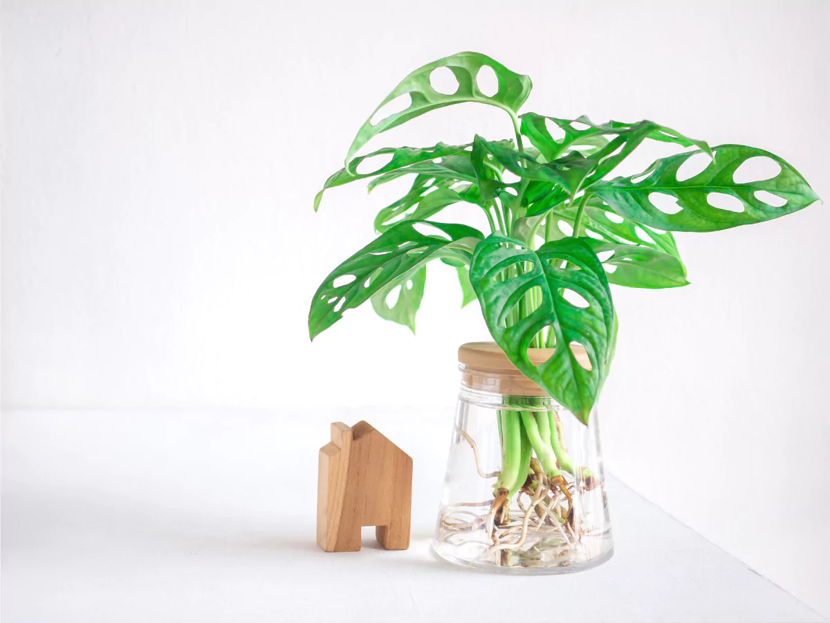 tanaman janda bolong yang ditanam di air dengan pot bening.