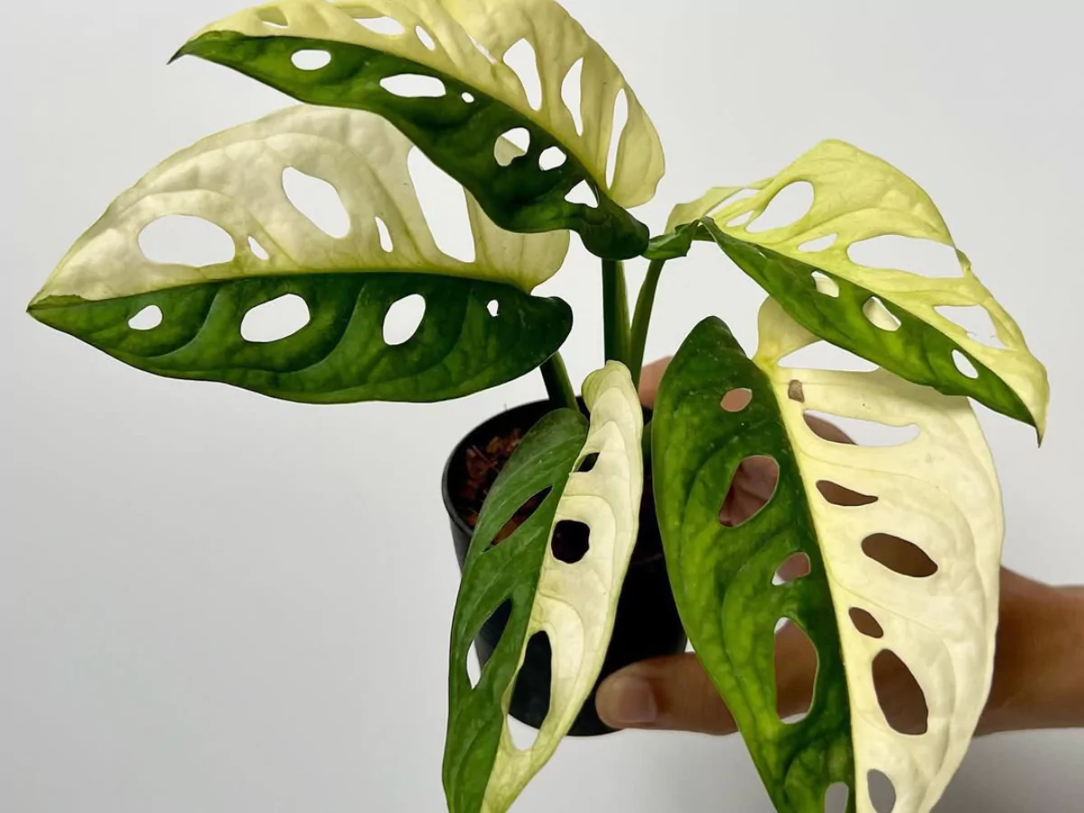 varian janda bolong variegata albino bercorak putih.