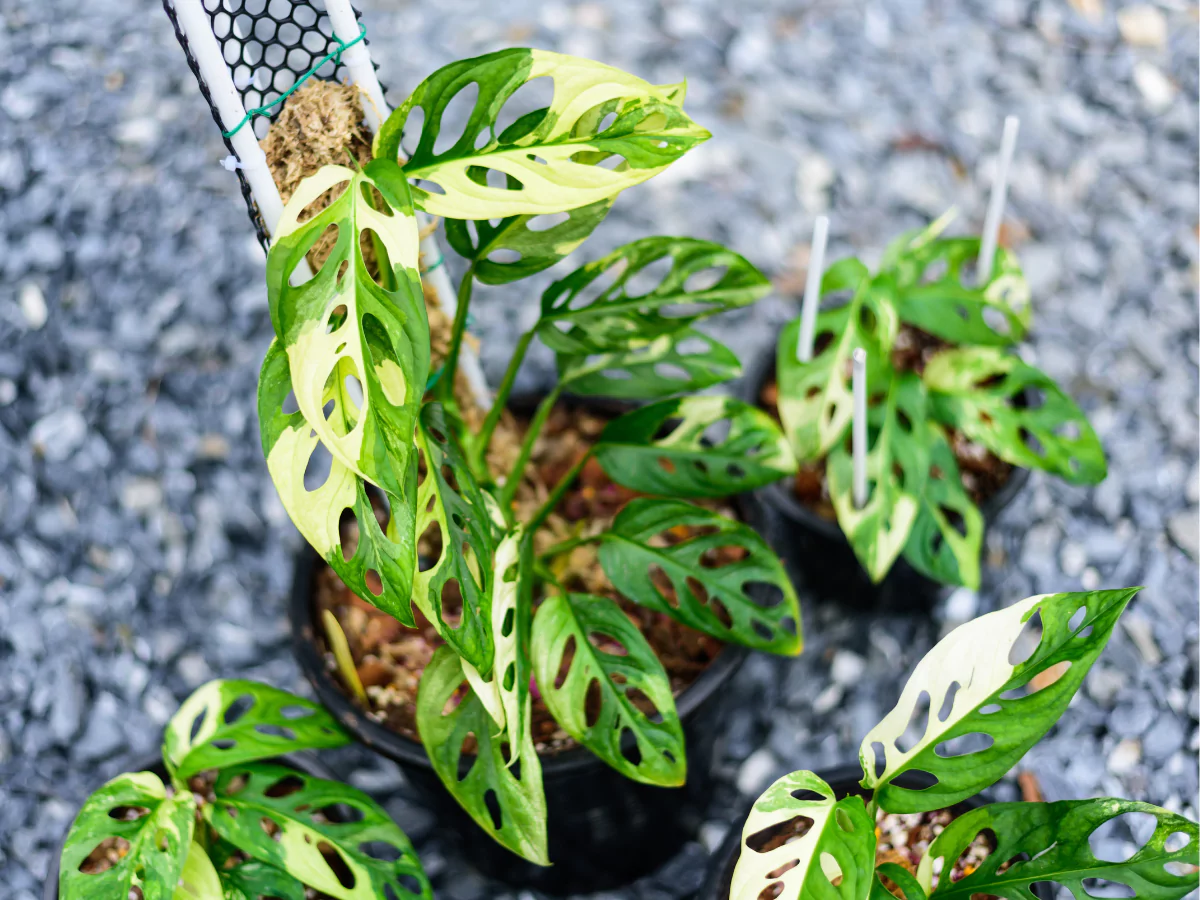 Jenis Monstera adansonii.