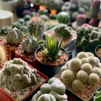 Berbagai macam jenis tanaman kaktus.