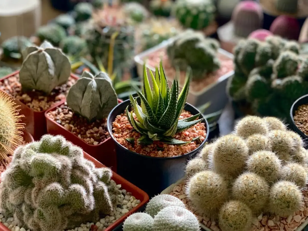 Berbagai macam jenis tanaman kaktus.