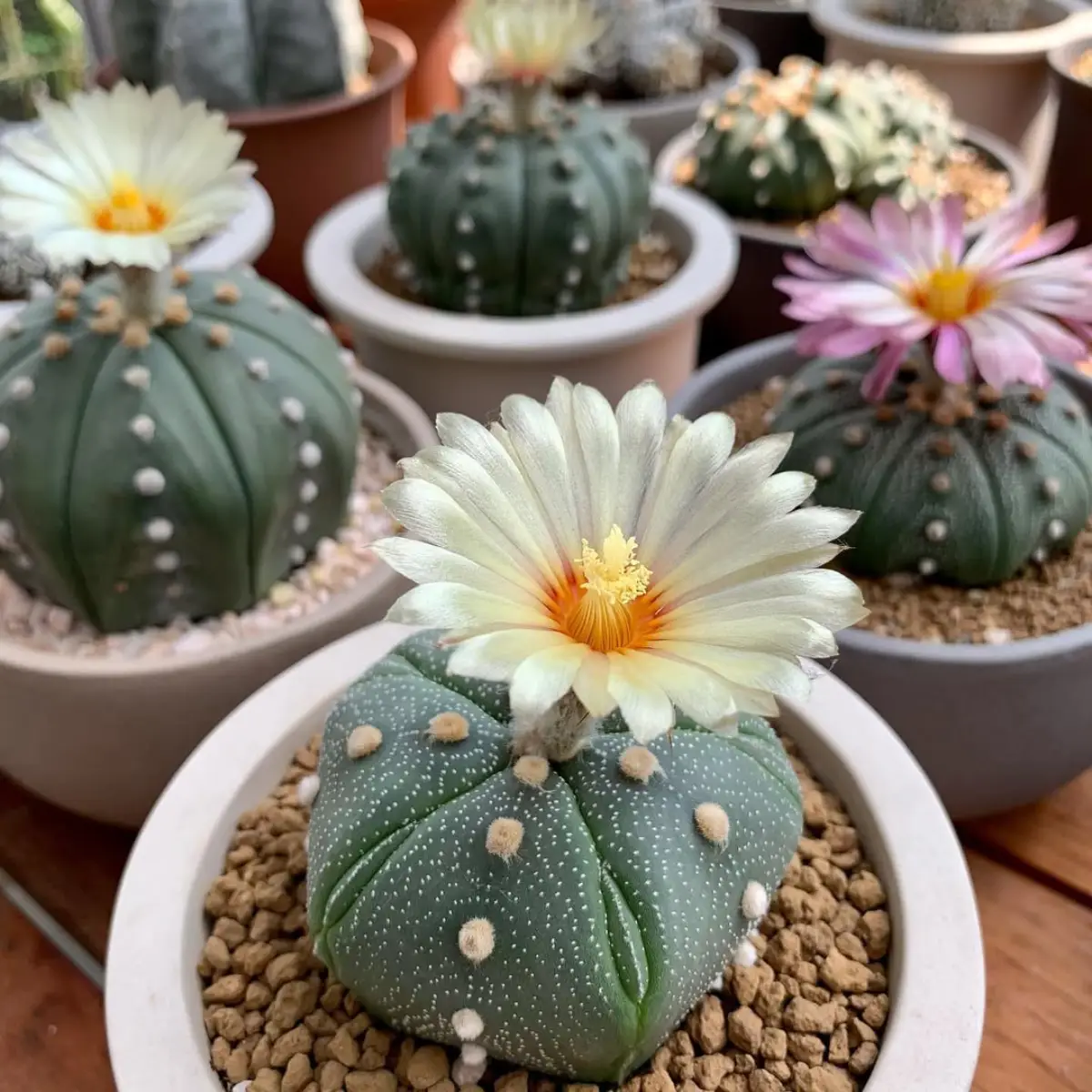 Kaktus jenis Astrophytum asterias yang dikenal juga dengan nama kaktus bintang didalam pot putih dengan kerikil coklat.