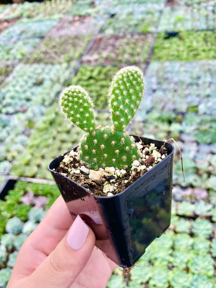 Kaktus jenis Opuntia Microdasys yang dikenal juga dengan nama Kaktus Telinga Kelinci ukuran kecil di pot hitam persegi.