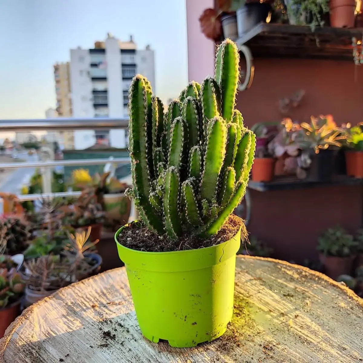 Kaktus jenis Cereus Peruvianus yang dikenal juga dengan nama kaktus lilin didalam pot hijau.