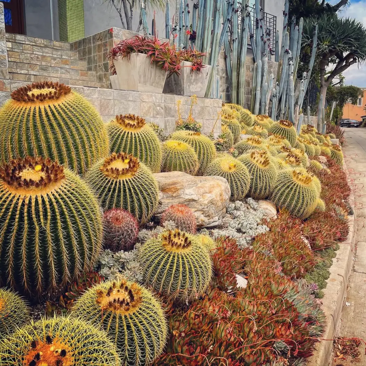 Kaktus jenis Parodia Magnifica yang dikenal juga dengan nama Kaktus Bola Biru.