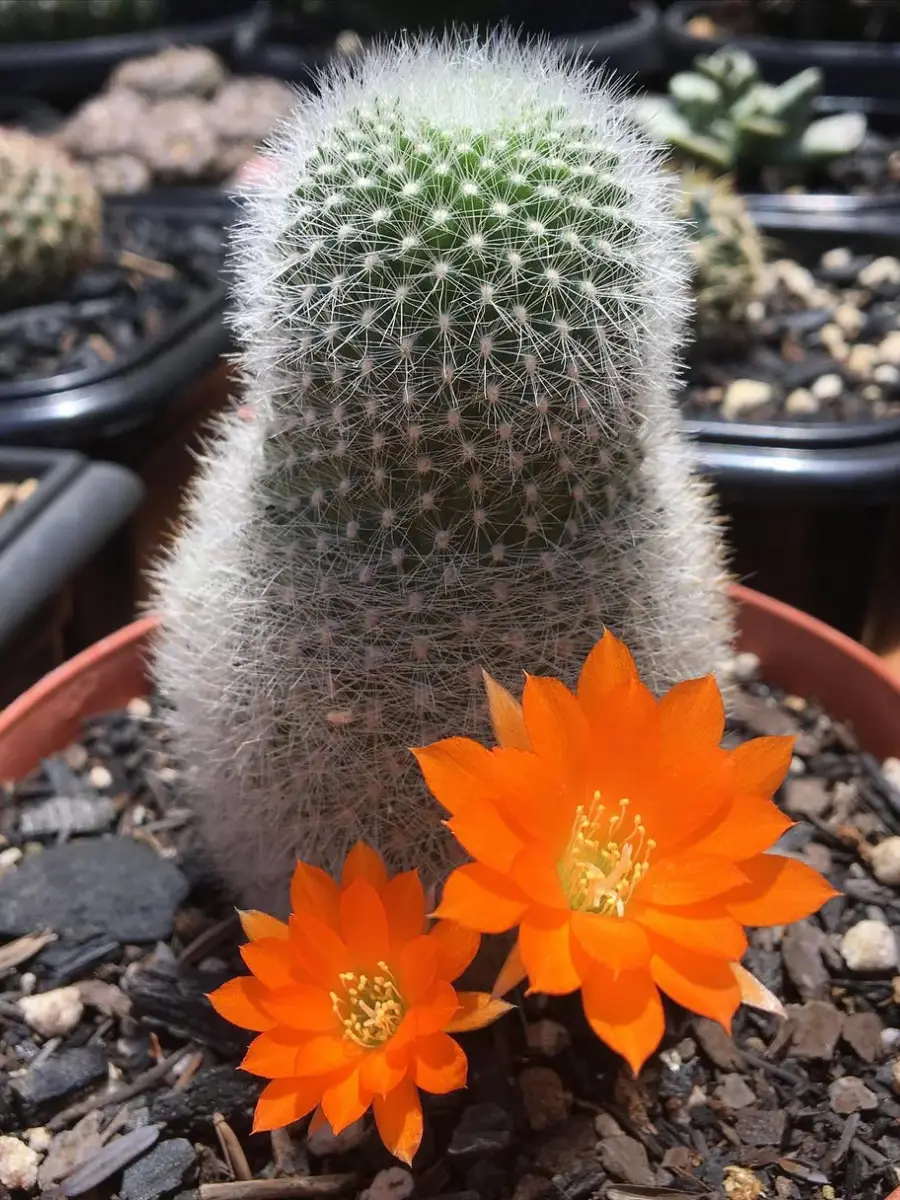 Kaktus jenis Rebutia Muscula yang dikenal juga dengan nama Kaktus Bola Oranye dengan bunga oranye.