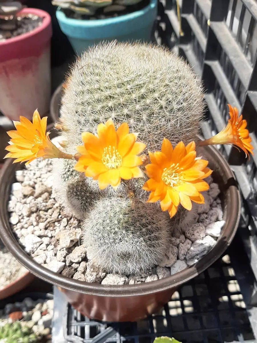 Kaktus jenis Rebutia Muscula yang dikenal juga dengan nama Kaktus Bola Oranye dengan bunga kuning.