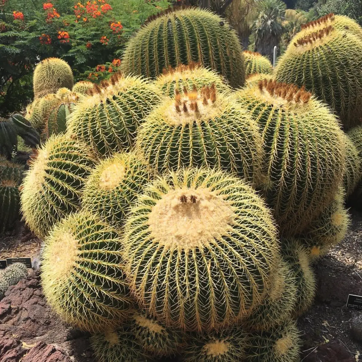 Kaktus jenis Echinocactus Grusonii yang dikenal juga dengan nama kaktus barel emas.
