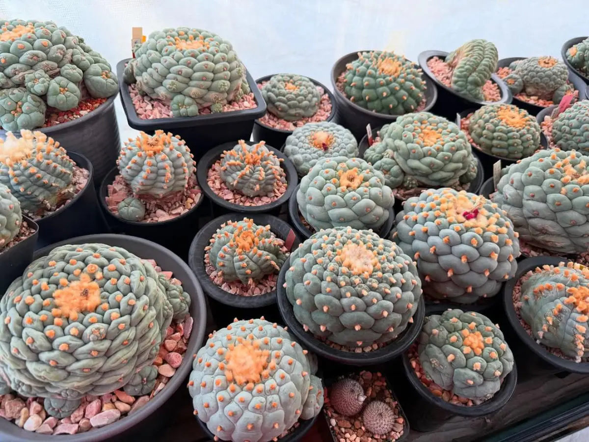 Kaktus jenis Lophophora Williamsii yang dikenal juga dengan nama Kaktus Peyote.