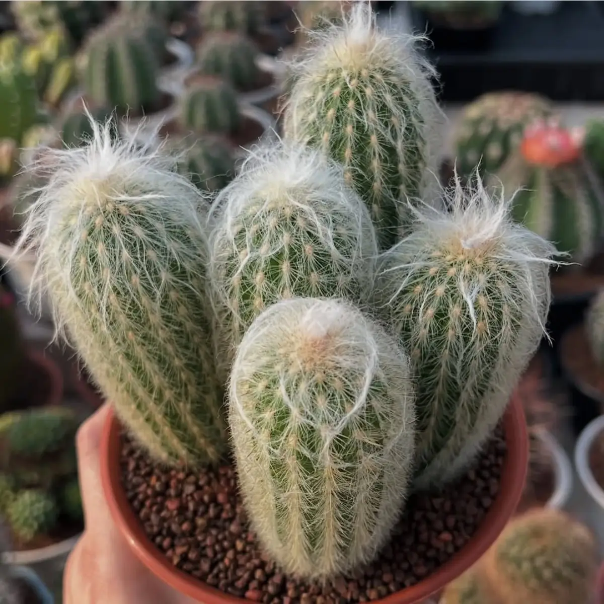 Kaktus jenis Espostoa Lanata yang dikenal juga dengan nama Kaktus Kepala Tua.