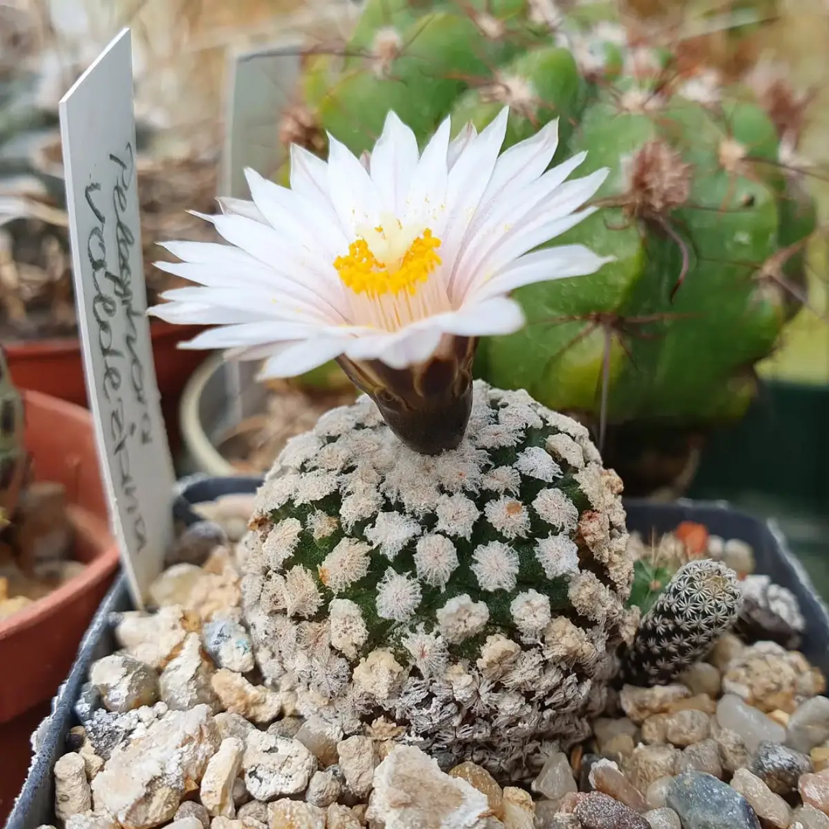 Kaktus jenis Turbinicarpus Valdezianus yang dikenal juga dengan nama Kaktus Mini Salju didalam pot berisi kerikil.