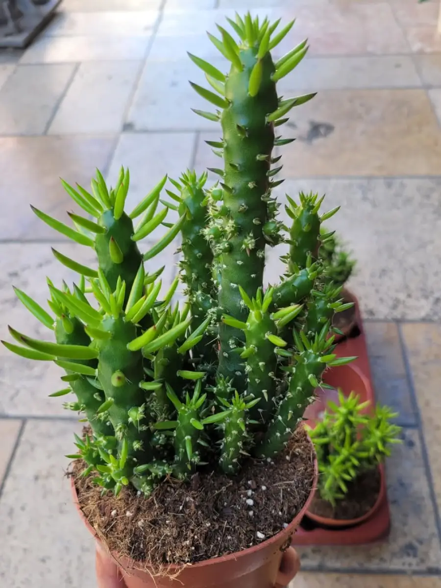 Kaktus jenis Austrocylindropuntia Subulata yang dikenal juga dengan nama Kaktus Tombak Andes didalam pot coklat.