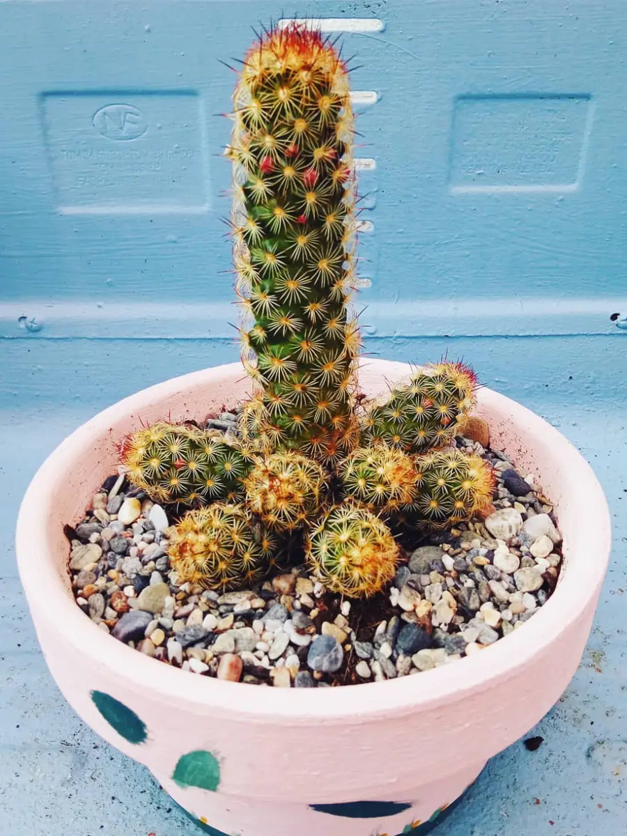 Kaktus jenis Mammillaria Elongata yang dikenal juga dengan nama kaktus jari emas dengan bentuk berdiri tegak.