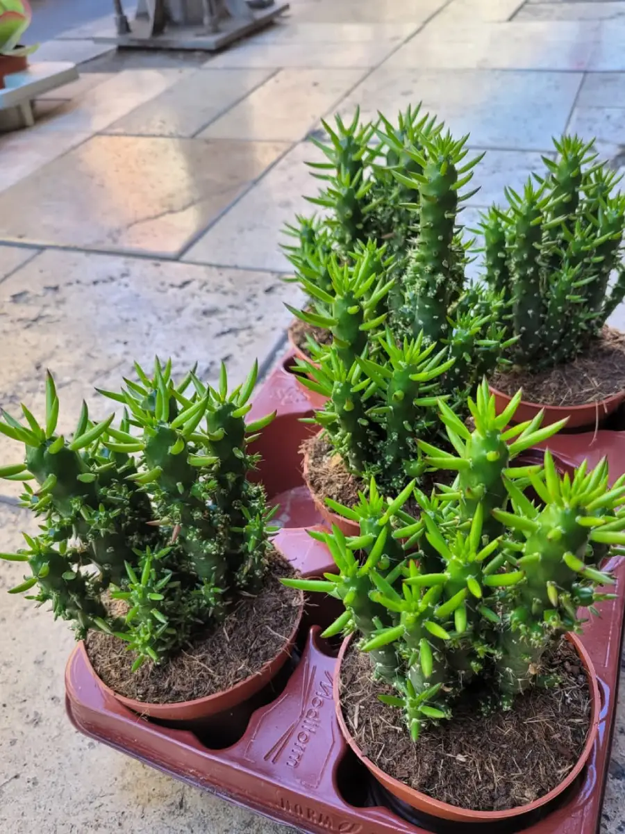 Kaktus jenis Austrocylindropuntia Subulata yang dikenal juga dengan nama Kaktus Tombak Andes didalam pot coklat.