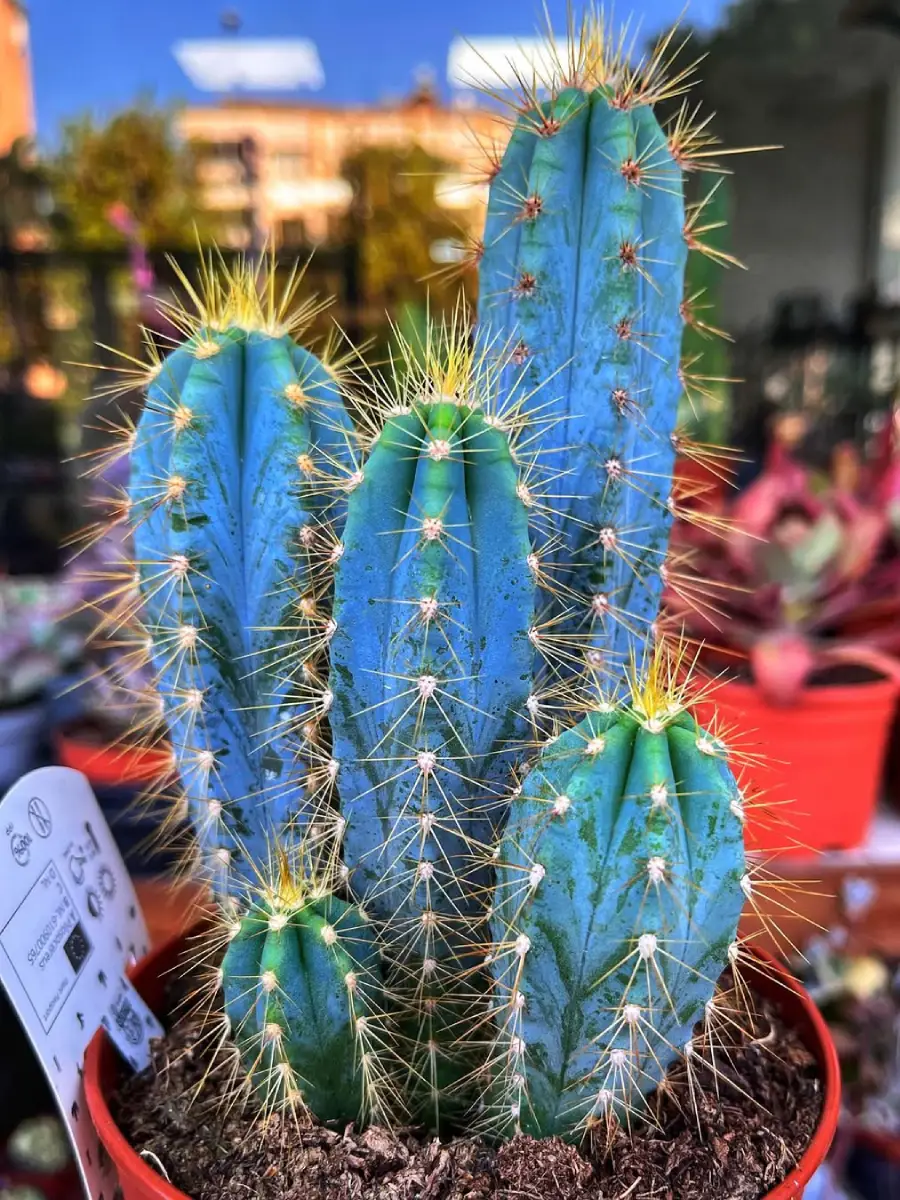 Kaktus jenis Pilosocereus Azureus yang dikenal juga dengan nama Kaktus Biru Brazil didalam pot merah.