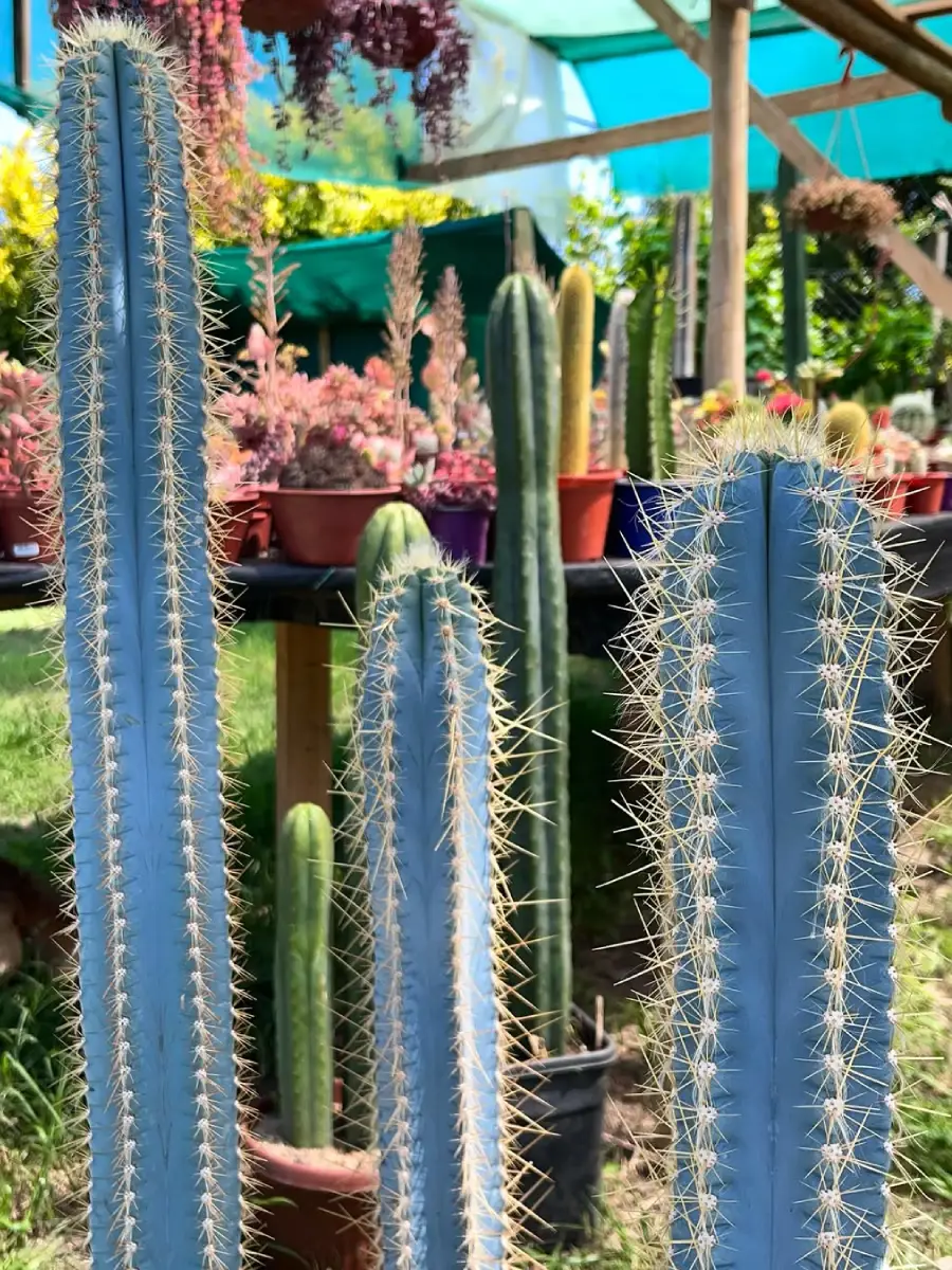 Kaktus jenis Pilosocereus Azureus yang dikenal juga dengan nama Kaktus Biru Brazil berdiri tegak.