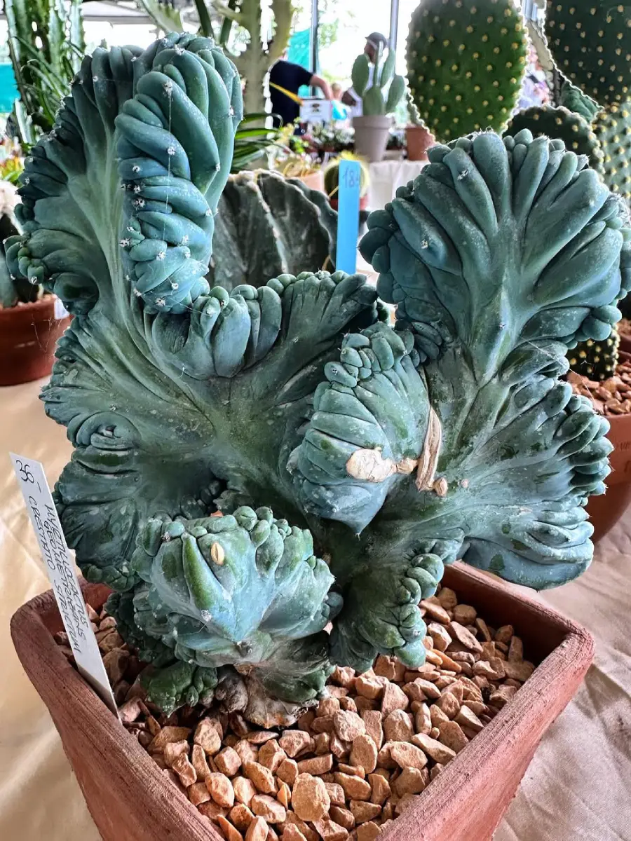 Kaktus jenis Myrtillocactus Geometrizans yang dikenal juga dengan nama Kaktus Blue Candle.