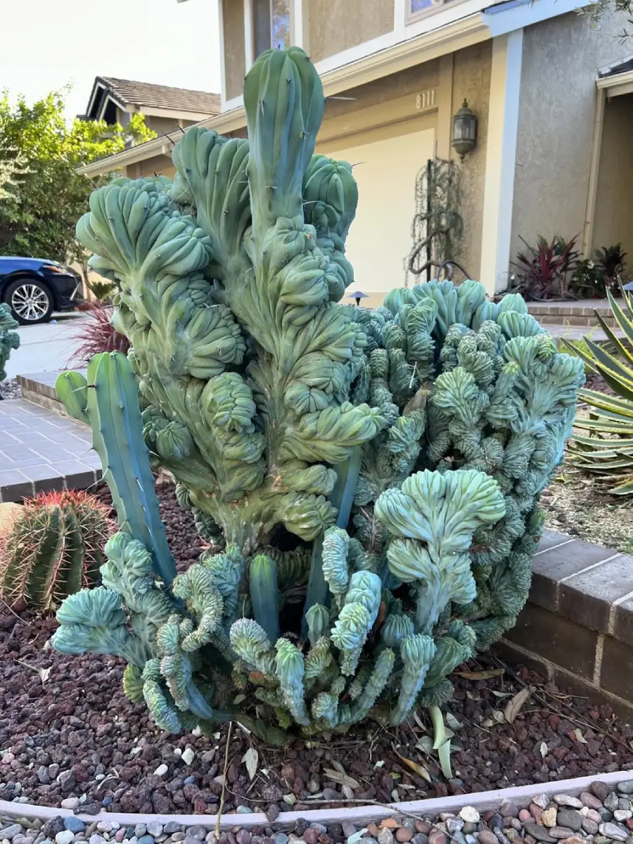 Kaktus jenis Myrtillocactus Geometrizans yang dikenal juga dengan nama Kaktus Blue Candle.