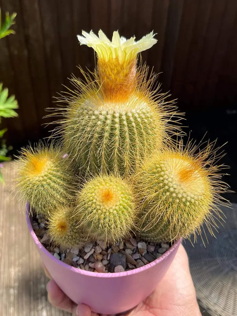 Katus jenis Notocactus Leninghausii yang dikenal juga dengan nama Kaktus Emas Brazil dengan bunga warna kuning didalam pot pink dengan hiasan kerikil.