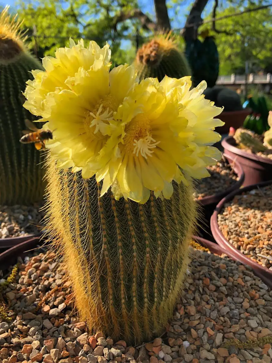 Katus jenis Notocactus Leninghausii yang dikenal juga dengan nama Kaktus Emas Brazil dengan bunga warna kuning didalam pot pink dengan hiasan kerikil.