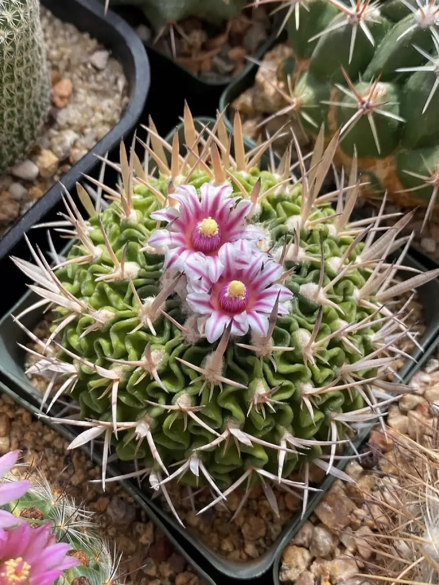 Kaktus jenis Stenocactus Multicostatus yang dikenal juga dengan nama Kaktus Gelombang dengan bunga merah muda didalam pot hitam kotak.