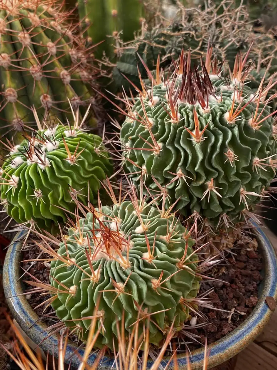Tiga buah kaktus jenis Stenocactus Multicostatus yang dikenal juga dengan nama Kaktus Gelombang didalam pot yang sama.