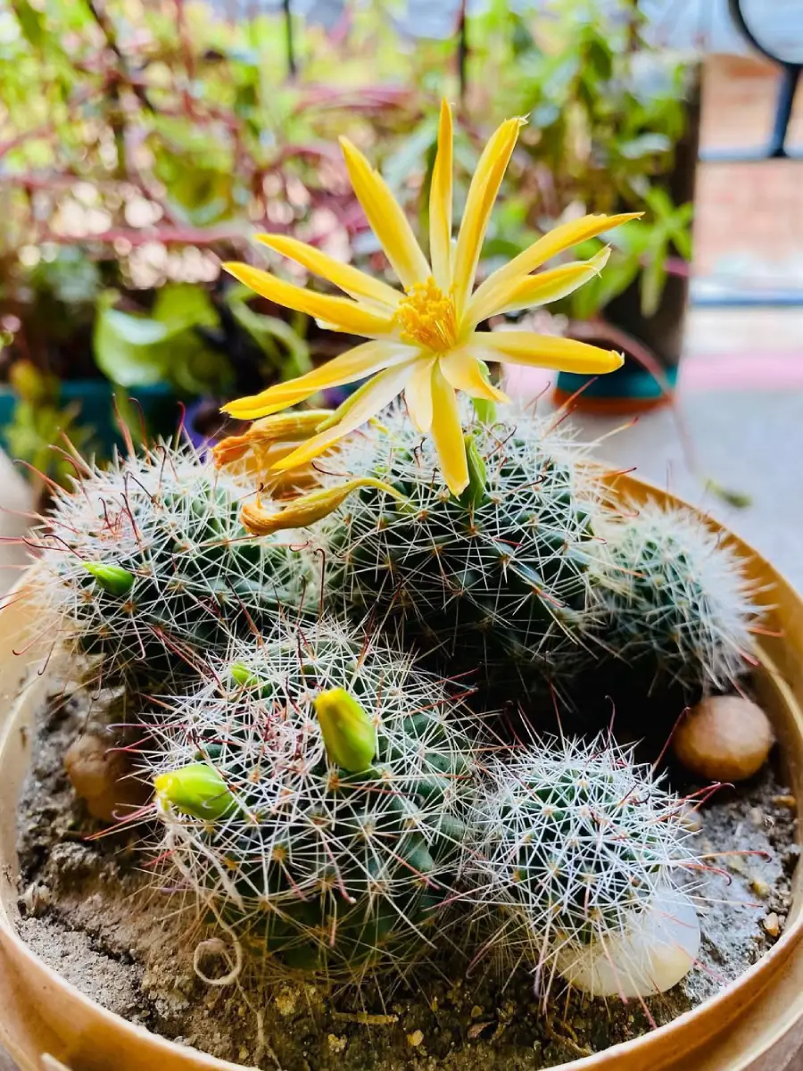 Kaktus jenis Acanthocalycium Thionanthum yang dikenal juga dengan nama Kaktus Bunga Cerah dengan bunga warna kuning.