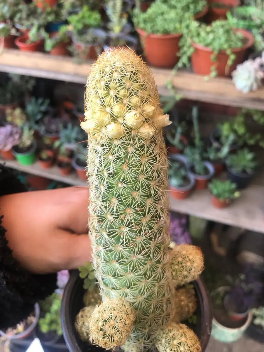 Kaktus jenis Mammillaria Elongata yang dikenal juga dengan nama kaktus jari emas didalam pot putih yang berisi kerikil.