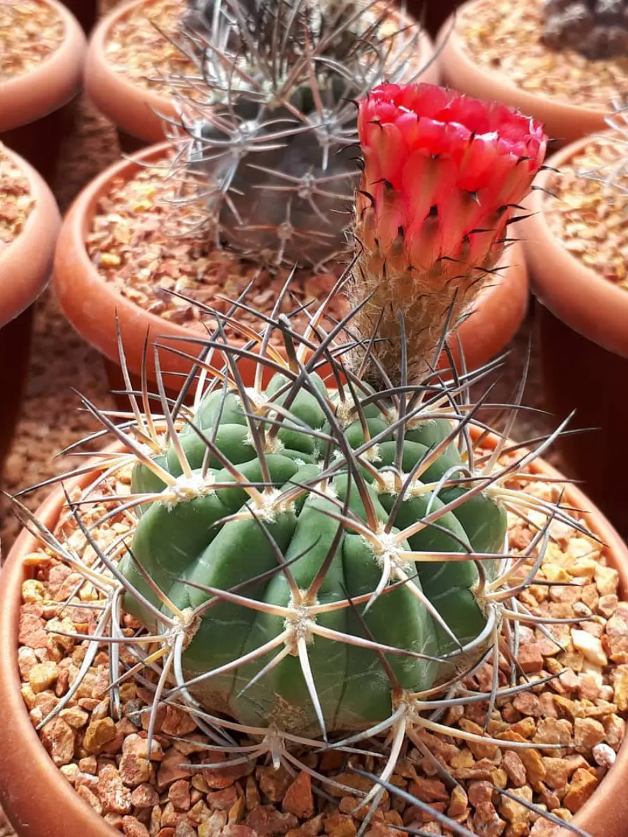 Kaktus jenis Acanthocalycium Thionanthum yang dikenal juga dengan nama Kaktus Bunga Cerah varian ferrarii dengan bunga warna merah.