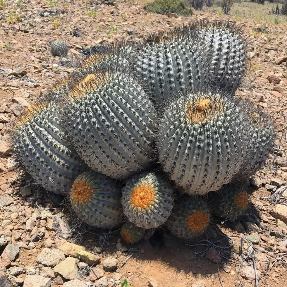 Kaktus jenis Copiapoa Cinerea yang dikenal juga dengan nama Kaktus Abu-abu Chili.