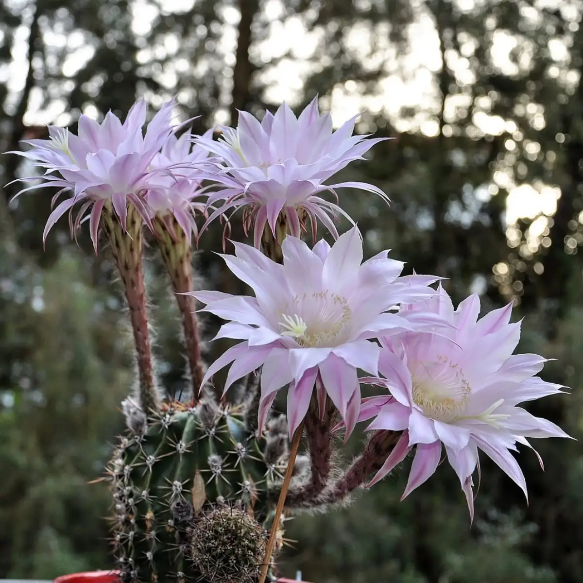 Kaktus jenis Echinopsis Oxigona yang dikenal juga dengan nama Kaktus Bunga Terompet dengan bunga warna ungu muda.