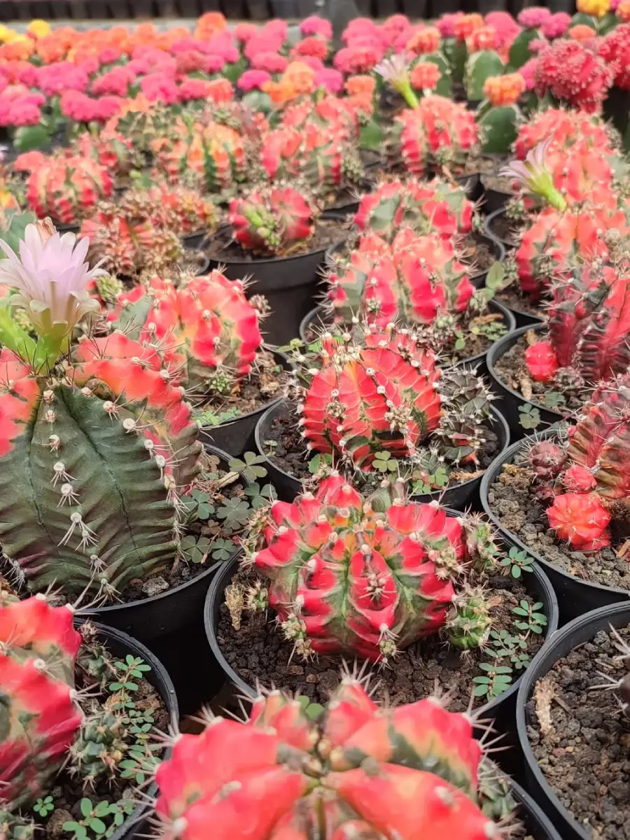 Kaktus jenis Gymnocalycium Mihanovichii yang dikenal juga dengan nama kaktus warna dengan varian merah.