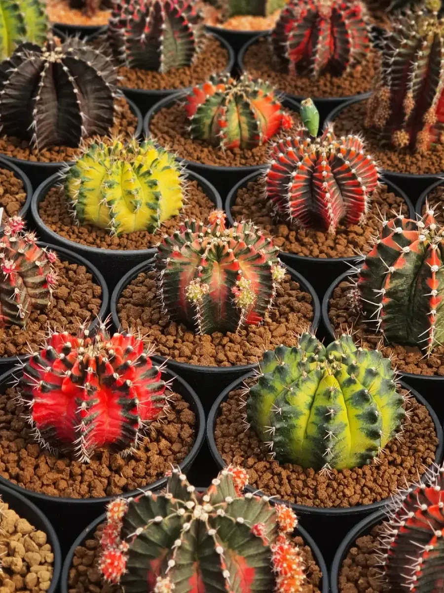 Kaktus jenis Gymnocalycium Mihanovichii yang dikenal juga dengan nama kaktus warna dengan varian hijau dan merah.