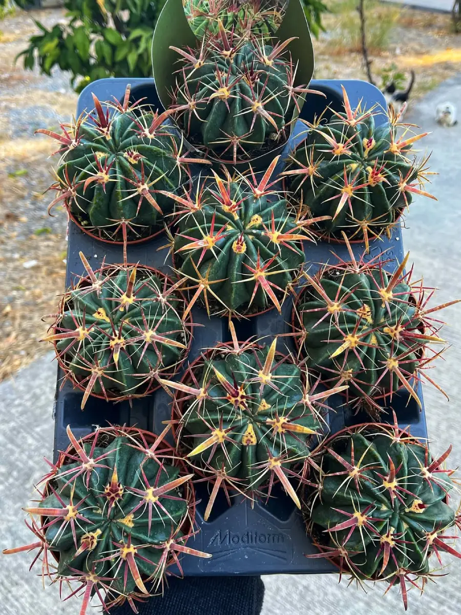 Kaktus jenis Ferocactus Latispinus yang dikenal juga dengan nama kaktus duri lebar tanpa bunga.