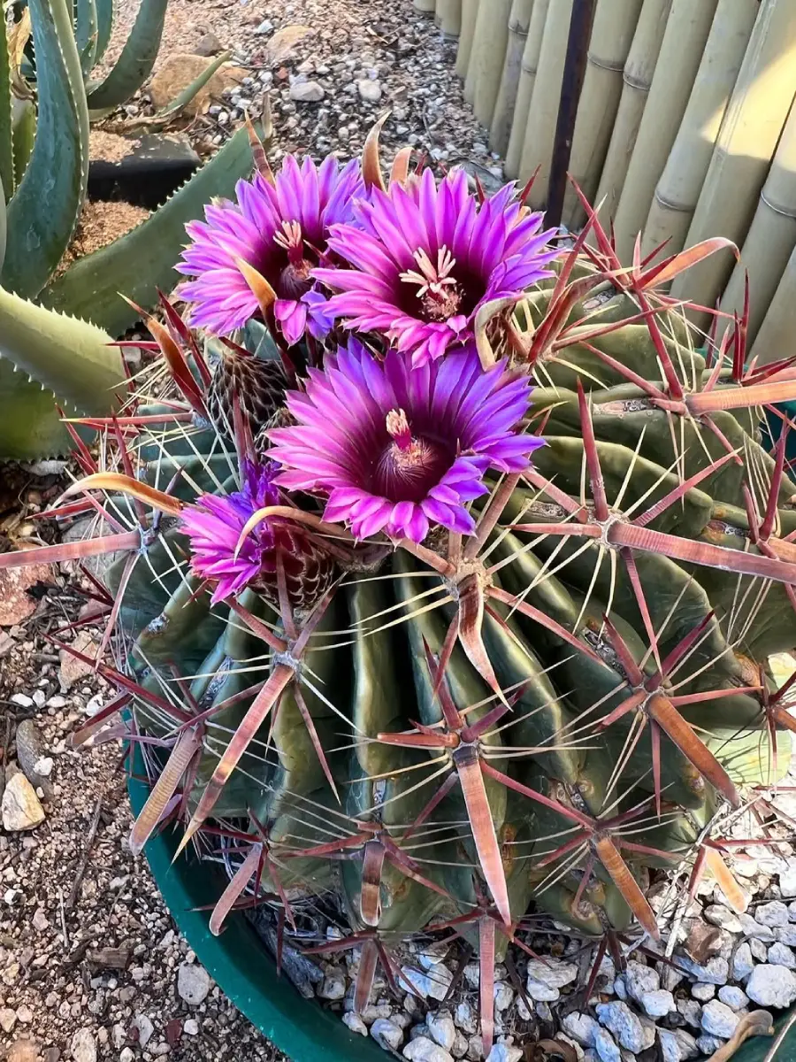 Kaktus jenis Ferocactus Latispinus yang dikenal juga dengan nama kaktus duri lebar dengan bunga ungu.