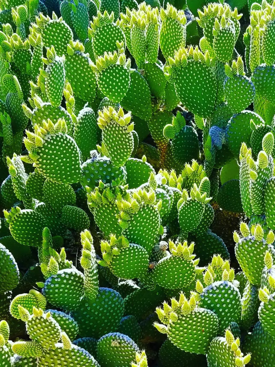 Kaktus jenis Opuntia Microdasys yang dikenal juga dengan nama Kaktus Telinga Kelinci.